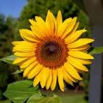 jamanthi