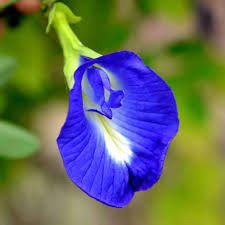 shankupushp