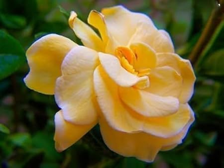 yellow gandrajan
